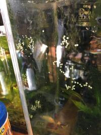 タイガープレコをベアタンク飼育に切り替えてからというもの これま Yahoo 知恵袋