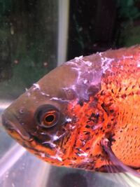 熱帯魚のオスカーについてですが 身体から綿の様なものが吹き出ている状 Yahoo 知恵袋