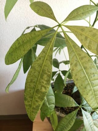 パキラの葉が変色 斑点 になってます 3年ほど育てているパキラの葉の様子 Yahoo 知恵袋