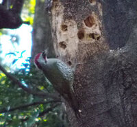 ケケケケケ キャキャキャキャキャ と鳴く鳥の名前を教えてくだ Yahoo 知恵袋