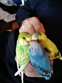 セキセイインコに猫草と犬草をあげてもいいの 猫 犬が食べれるなら Yahoo 知恵袋
