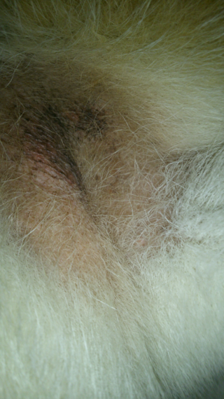 犬の股の部分の皮膚が黒いのですが 皮膚病でしょうか 痒みがあるようです Yahoo 知恵袋