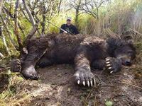 このアラスカヒグマに単独で勝てる肉食獣はいると思いますか 可能性があるのは北極 Yahoo 知恵袋