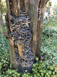 実家の庭のカリンの木にキノコが生えたのですがこれはなんのキノコでしょ Yahoo 知恵袋