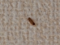 稀に 家の中で幼虫のような虫を見かけます トイレのタンク上のボウルで Yahoo 知恵袋
