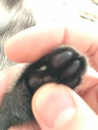 猫の肉球の先に米粒のようで爪のような白い硬い物があります これは一体何なん Yahoo 知恵袋