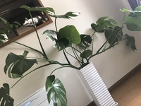 モンステラが横に広がり 収集がつかなくなってきました 購入から1年半ほど経ちま Yahoo 知恵袋