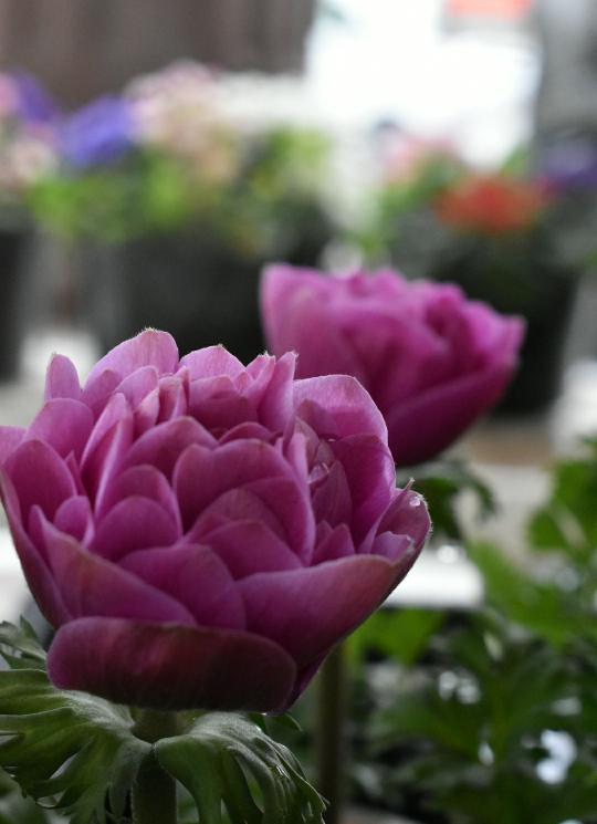 この花はアネモネでしょうか 種類分かりますか アネモネで正解です 八重咲 Yahoo 知恵袋