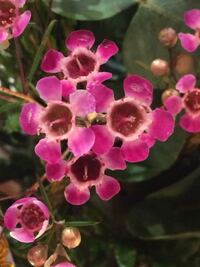 庭で 小さいピンク色のミツバを見つけました 珍しいのでしょうか アカカ Yahoo 知恵袋