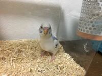 ペットのセキセイインコにハコベをあげたくて 種を取り寄せました ホームセ Yahoo 知恵袋
