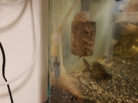 金魚水槽が汚れます 水槽立ち上げから5年 物理濾過も生物濾過も仕上が Yahoo 知恵袋