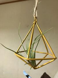 エアープランツについてです 先日 ダイソーでエアープランツを買 Yahoo 知恵袋