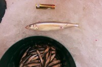 先日ワカサギ釣りで16 5 のワカサギが釣れました ワカサギの大きさ Yahoo 知恵袋