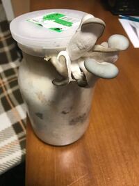 オオクワガタの菌糸ビンからキノコが生えてきました 何のキノコかわかる人がい Yahoo 知恵袋