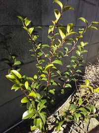 ２０年前ぐらいから この木が生えています 榊のような葉ですが 花は Yahoo 知恵袋