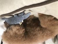 ぬいぐるみ噛みながら前足をふみふみするのはなぜですか まだパピーちゃんで Yahoo 知恵袋