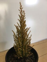 庭にゴールドクレスト ウィルマ を植えました 植えてから この Yahoo 知恵袋