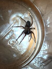 マリオカートwiiでこうら１つをうしろにつけるには アイテムボタンを押 Yahoo 知恵袋