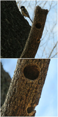 大きな木の幹に 鳥が巣穴に使うような 穴というかへこみというか Yahoo 知恵袋