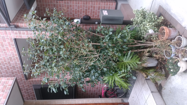 キンモクセイの剪定の時期とやり方を 詳しく教えて下さいませ ス Yahoo 知恵袋