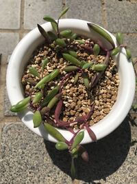 ルビーネックレス 土に近い方から赤くなり 元気が無くなってきます Yahoo 知恵袋