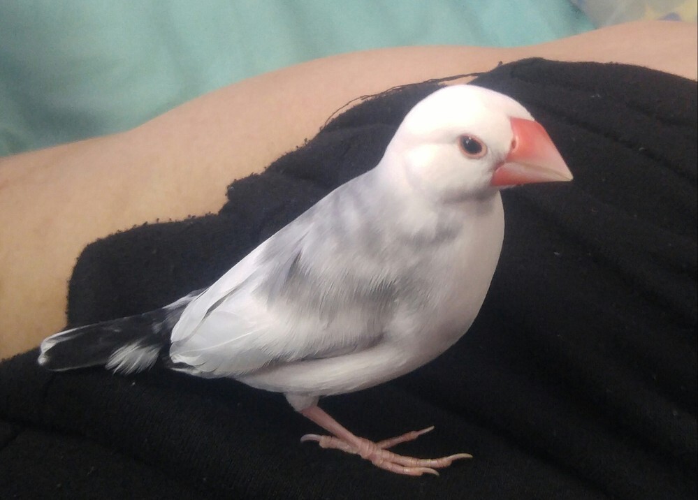 激レア 白い文鳥がちょこんと 乗っている とても素敵な花瓶