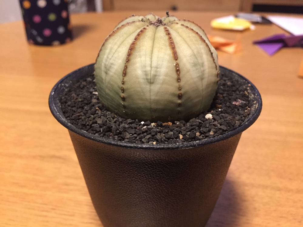 助けてください。オベサが突然白くなっちゃいました…。《状況》数ヶ月