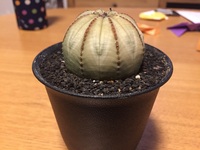 ユーフォルビア オベサについて質問です 画像のオベサですが 日に日に背が Yahoo 知恵袋