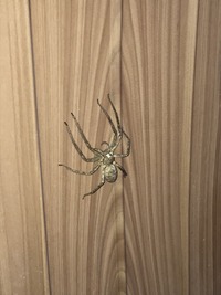 これアシダカグモですよね 死んでるんでしょうか それとも脱皮ですか Yahoo 知恵袋