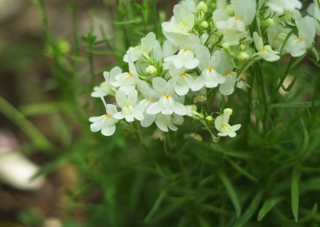 花言葉について リナリア 姫金魚草 の花言葉が この恋に気づいて Yahoo 知恵袋