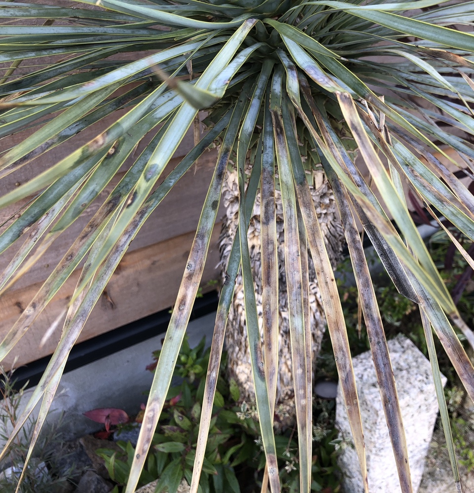 地植えしているユッカロストラータ3本のうち2本が、突然？写真のように