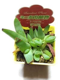 ダイソーでセンペルビュームという多肉植物を買いました こちらの Yahoo 知恵袋