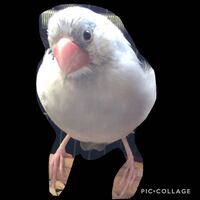 生後4ヶ月のシルバー文鳥のオスです くちばしやアイリング 脚の色が他のオスの文 Yahoo 知恵袋