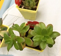 ダイソーなどの100均一で売っている植物の中でレアなもの あっ Yahoo 知恵袋