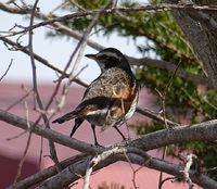 ヒヨドリはなぜ嫌われているのですか 以前 新聞で 庭にやってくる野鳥を眺める Yahoo 知恵袋