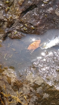 藻に付いてる蟹とエビみたいな生き物について教えてください 流れ藻に付いていたこ Yahoo 知恵袋