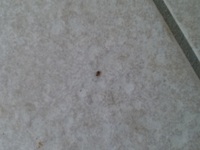 水槽に小さい虫 がいっぱいいます 黒で丸くて直径0 5 ないぐらいで 泳い Yahoo 知恵袋