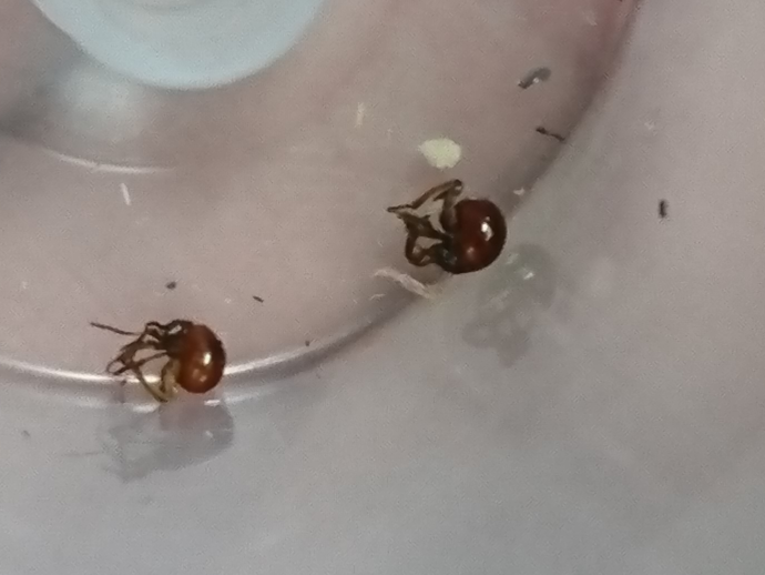 よく分からない虫がいたので 質問です 体長2mmくらいで赤茶色蜘 Yahoo 知恵袋