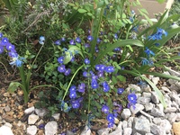 今 青い花が咲いている２ｍくらいの木ですが なんと言う名か Yahoo 知恵袋