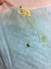 至急です ヘビの便の色 状態についてです 先週の3月12日日曜にヘビを購 Yahoo 知恵袋