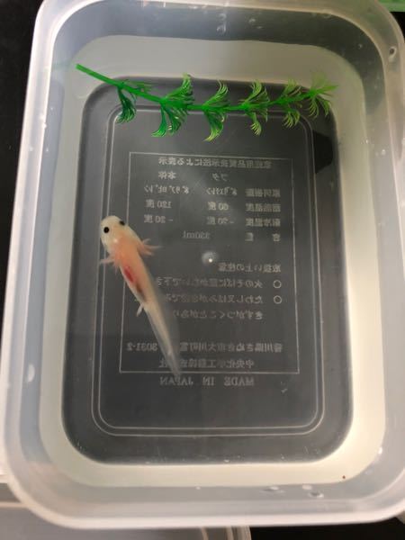 ウーパールーパーの稚魚に関してです 写真の子が数日前からぷかぷか気味でした Yahoo 知恵袋