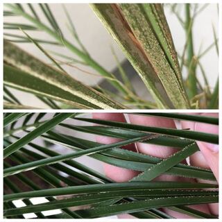 2ヶ月ほど前に通販で買ったフェニックスロベレニーですが これはカイガ Yahoo 知恵袋