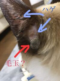 猫の耳のうしろのハゲの原因は 本日帰宅して飼い猫をなでていたら 耳の後 Yahoo 知恵袋