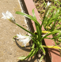 この植物の名前は何でしょうか 毎年この時期に白い花が咲き らっきょ Yahoo 知恵袋