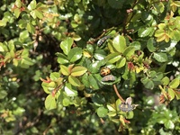 バラ 薔薇 に相性の良い背丈の低い花やハーブなどを教えて下さい 植えて Yahoo 知恵袋