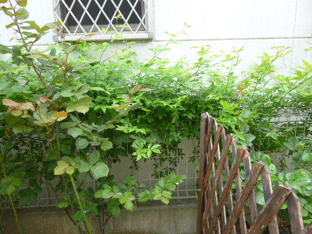 モッコウバラの移植地植えして2年目のモッコウバラですが花が終わったら他の場所へ Yahoo 知恵袋