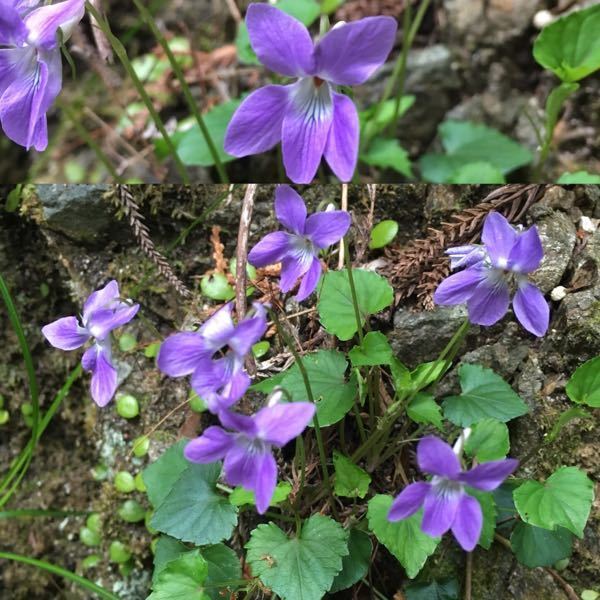 この花弁5枚の紫の花は何という花ですか タチツボスミレに見えます Htt Yahoo 知恵袋