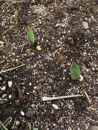 チューリップが葉っぱだけで花が咲きません 球根を友人からたく Yahoo 知恵袋