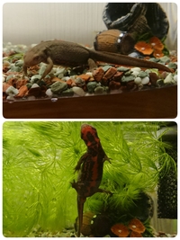 アカハライモリ初心者です 昨日 ペットショップでペアと思われる２匹を購入しまし Yahoo 知恵袋