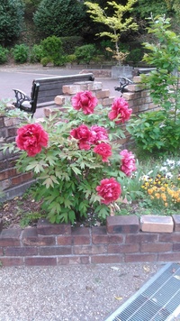 大輪花といえば何の花をイメージしますか タイサンボクひまわりオオ Yahoo 知恵袋